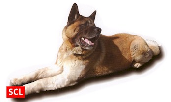 The SCL team of Japanese Akita dogs are second to none in protecting their handlers from attack when on duty.